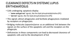 CLEARANCE DEFECTS IN SYSTEMIC LUPUS
ERYTHEMATOSUS
• Cells undergoing apoptosis display
• ‘come and get me’ signals, like the lipid phosphatidylcholine (PC)
• ‘eat me’ signals, like the lipid phosphatidylserine (PS)
• This signals attract phagocytes and facilitate phagocytosis mediated
by receptors on phagocytes.
• Bridging molecules (opsonins)serve as an additional link between the
signals on the surface of the apoptotic cell and the receptors on the
phagocyte.
• Deficiencies in these components can lead to decreased clearance of
apoptotic cells and to the development of SLE
 