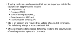• Bridging molecules and opsonins that play an important role in the
clearance of apoptotic cells include
• Complement C1q,
• Pentraxins (PTX3),
• Mannan-binding lectin (MBL),
• C-reactive protein (CRP), and
• Serum amyloid P protein (SAP)
• C1q is an opsonin and required for uptake of degraded chromatin.
C1q deficiency always is associated with SLE.
• DNase1 (major endonuclease)-deficiency leads to the accumulation
of non-fragmented apoptotic chromatin
 