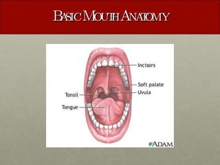 Basic Mouth Anatomy 