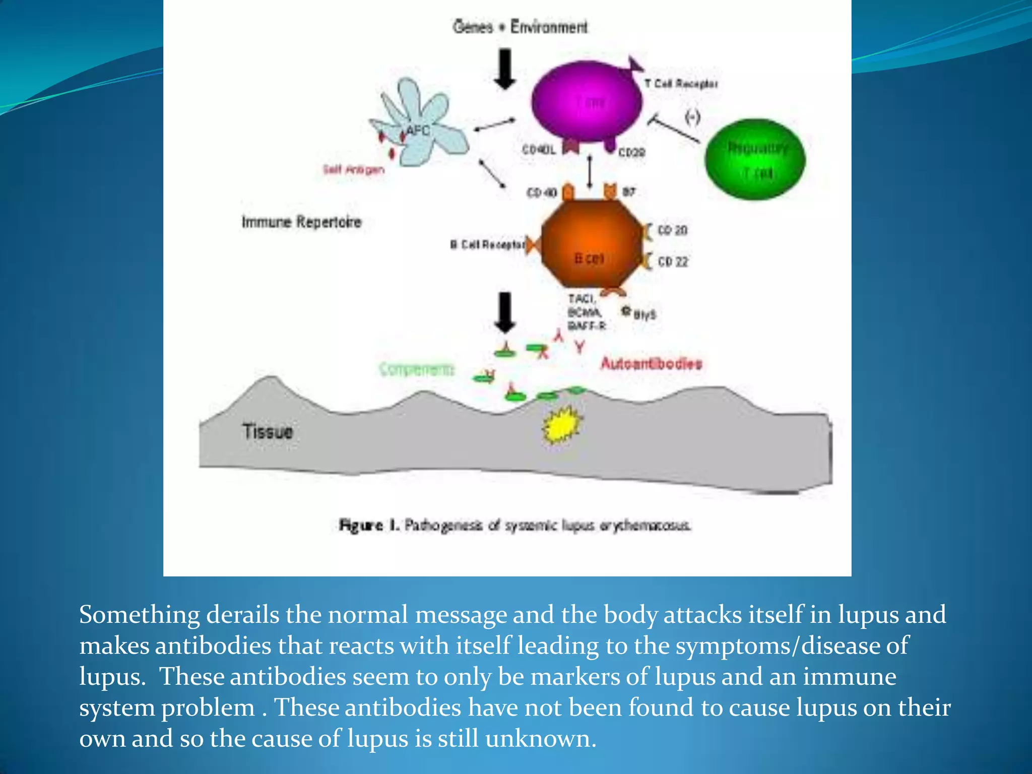 Something derails the normal message and the body attacks itself in lupus and
makes antibodies that reacts with itself leading to the symptoms/disease of
lupus. These antibodies seem to only be markers of lupus and an immune
system problem . These antibodies have not been found to cause lupus on their
own and so the cause of lupus is still unknown.
 