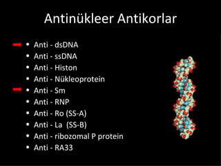 Antinükleer Antikorlar
•   Anti - dsDNA
•   Anti - ssDNA
•   Anti - Histon
•   Anti - Nükleoprotein
•   Anti - Sm
•   Anti - RNP
•   Anti - Ro (SS-A)
•   Anti - La (SS-B)
•   Anti - ribozomal P protein
•   Anti - RA33
 