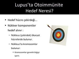 Lupus’ta Otoimmünite
                   Hedef Neresi?
• Hedef hücre çekirdeği...
• Nükleer komponentler
  hedef alınır :
   – Nükleus (çekirdek) ökaryot
     hücrelerde bulunur.
   – Nükleus’ta kromozomlar
     bulunur:
      • Kromozomlar genetik bilgiyi
        içerir.
 