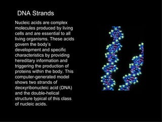 DNA Strands
Nucleic acids are complex
molecules produced by living
cells and are essential to all
living organisms. These acids
govern the body’s
development and specific
characteristics by providing
hereditary information and
triggering the production of
proteins within the body. This
computer-generated model
shows two strands of
deoxyribonucleic acid (DNA)
and the double-helical
structure typical of this class
of nucleic acids.
 