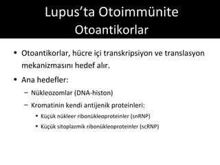 Lupus’ta Otoimmünite
                     Otoantikorlar
• Otoantikorlar, hücre içi transkripsiyon ve translasyon
  mekanizmasını hedef alır.
• Ana hedefler:
   – Nükleozomlar (DNA-histon)
   – Kromatinin kendi antijenik proteinleri:
      • Küçük nükleer ribonükleoproteinler (snRNP)
      • Küçük sitoplazmik ribonükleoproteinler (scRNP)
 