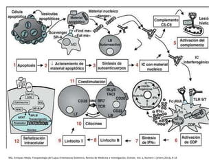 MG. Enríquez-Mejía, Fisiopatología del Lupus Eritematoso Sistémico, Revista de Medicina e Investigación, Elsiever, Vol. 1, Numero 1 (enero 2013), 8-16
 