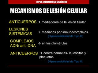 LUPUS ERITEMATOSO SISTÉMICO



MECANISMOS DE LESIÓN CELULAR
ANTICUERPOS  mediadores de la lesión tisular.
LESIONES
                  mediados por inmunocomplejos.
SISTÉMICAS
                          [Hipersensibilidad de Tipo III]
COMPLEJOS
               en los glomérulos.
ADN/ anti-DNA

ANTICUERPOS  contra hematíes- leucocitos y
                  plaquetas
                          [Hipersensibilidad de Tipo II]
 