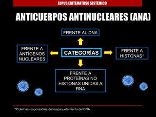 LUPUS ERITEMATOSO SISTÉMICO



ANTICUERPOS ANTINUCLEARES (ANA)
                                 FRENTE AL DNA


    FRENTE A                                               FRENTE A
   ANTÍGENOS                     CATEGORÍAS
                                                           HISTONAS*
   NUCLEARES


                                  FRENTE A
                                PROTEÍNAS NO
                              HISTONAS UNIDAS A
                                    RNA



*Proteínas responsables del empaquetamiento del DNA.
 