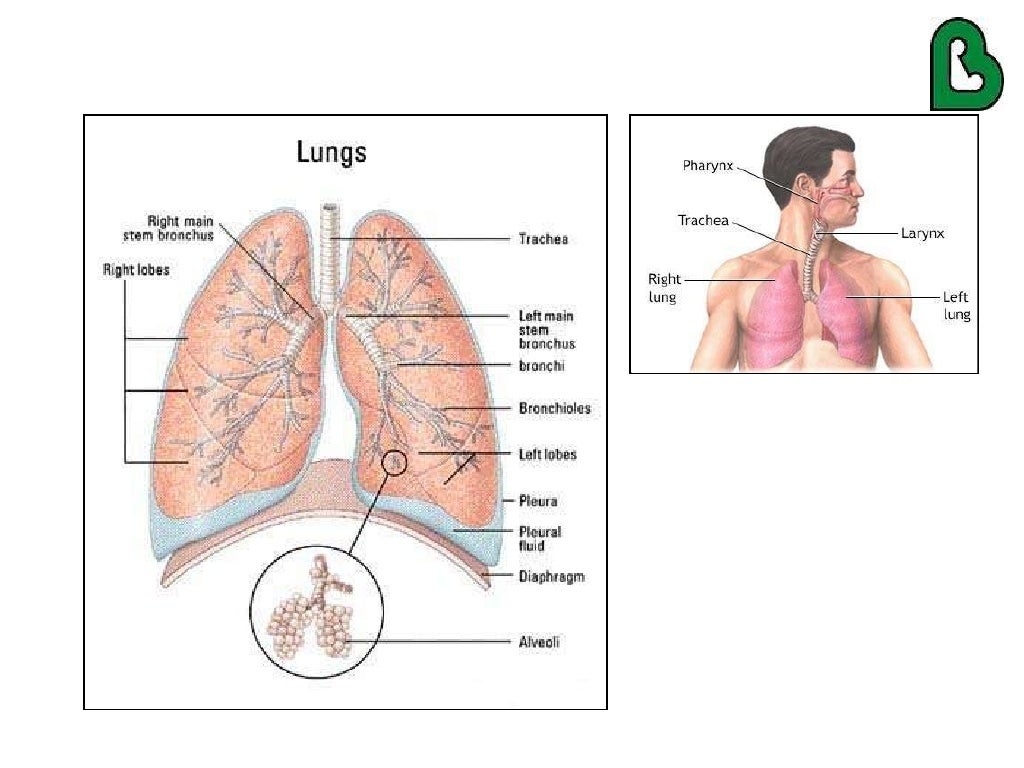 Lupus and the Lungs by Dr. Gilda DiazFuentes