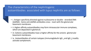 The characteristics of the nephritogenic
autoantibodies associated with lupus nephritis are as follows :
• i. Antigen specificity directed against nucleosome or double- stranded DNA
(dsDNA) - Some anti-dsDNA antibodies cross- react with the glomerular
basement membrane.
• ii. Higher-affinity autoantibodies may form intravascular immune complexes,
which are deposited in glomeruli.
• iii. Cationic autoantibodies have a higher affinity for the anionic glomerular
basement membrane.
• iv. Autoantibodies of certain isotypes (immunoglobulin IgG 1 and IgG 3) readily
activate complement.
 