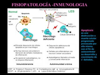 
FISIOPATOLOGÍA -INMUNOLOGIA
Apoptosis 
es una
destrucción o
muerte celular
programada
provocada por
ella misma,
con el fin de
autocontrolar
su desarrollo y
crecimiento de
c’ dañadas,
 