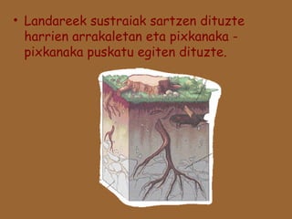 • Landareek sustraiak sartzen dituzte
harrien arrakaletan eta pixkanaka pixkanaka puskatu egiten dituzte.

 