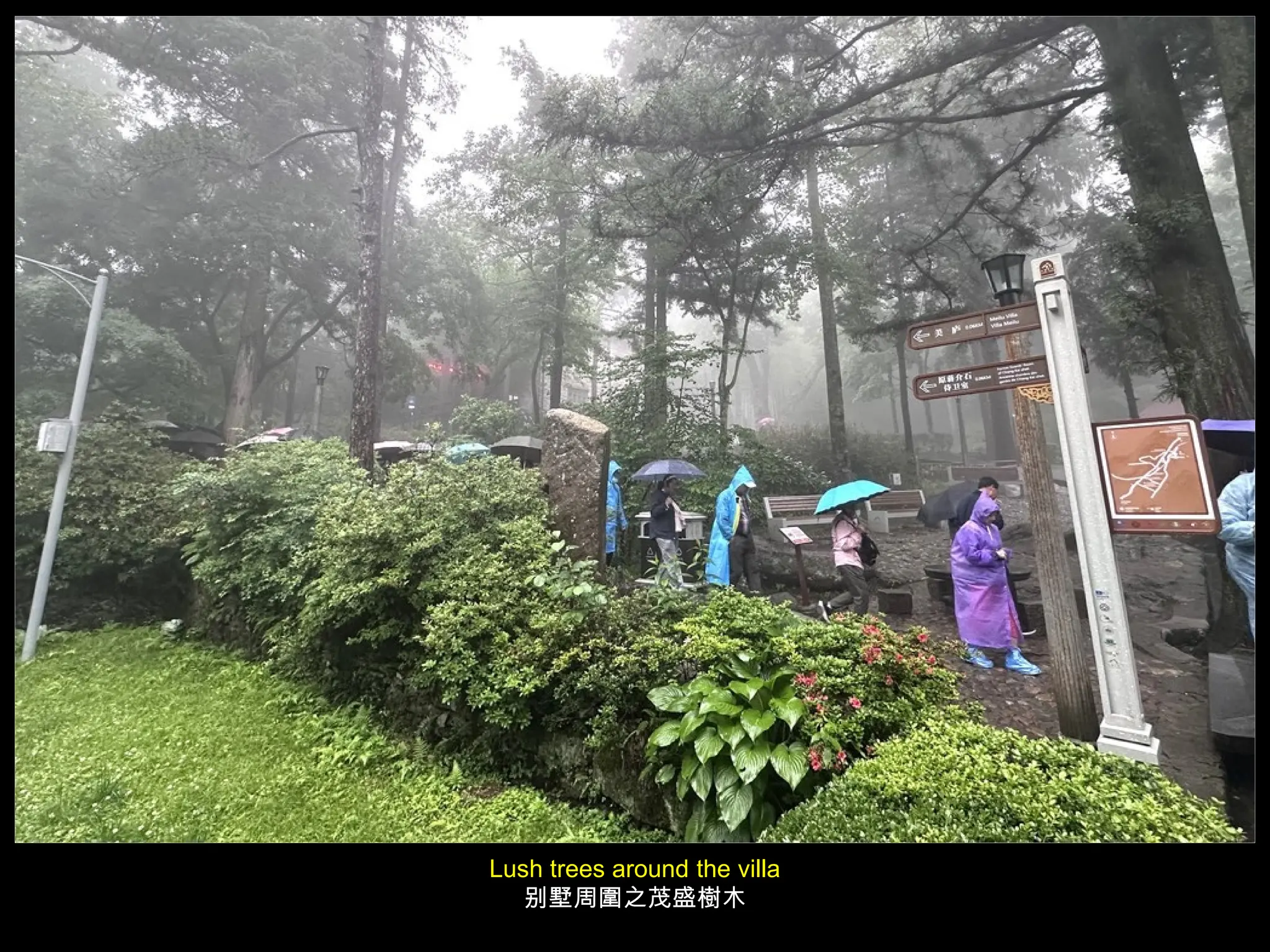 Lush trees around the villa
别墅周圍之茂盛樹木
 