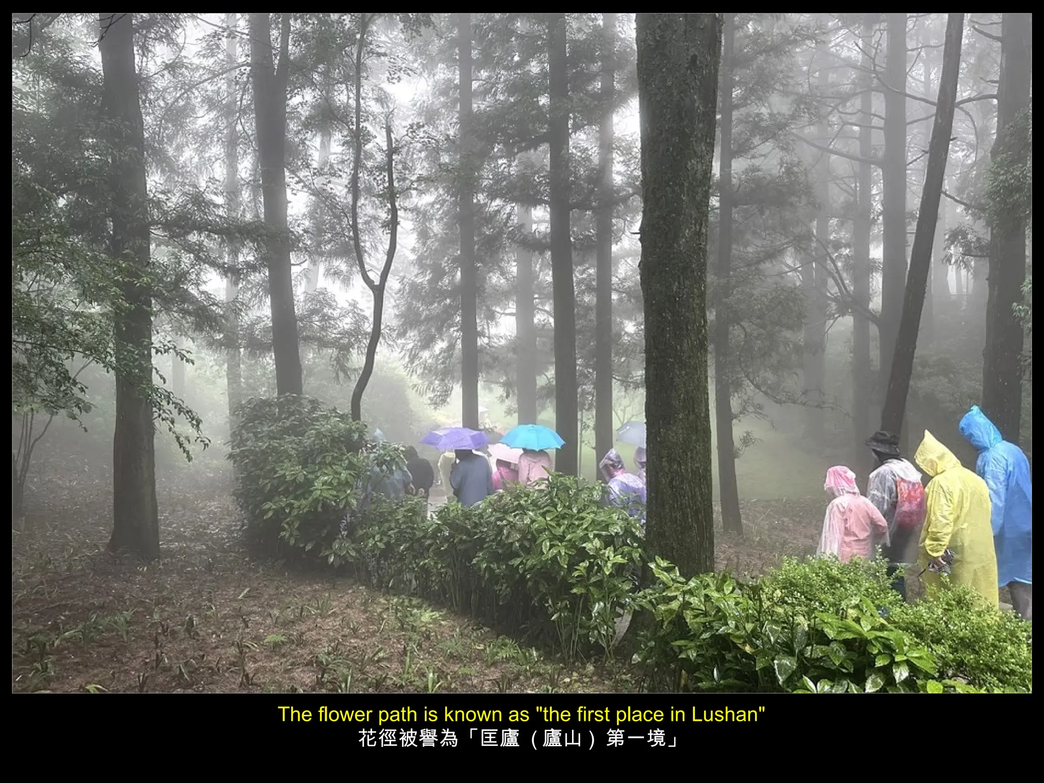 The flower path is known as "the first place in Lushan"
花徑被譽為「匡廬 ( 廬山 ) 第一境」
 