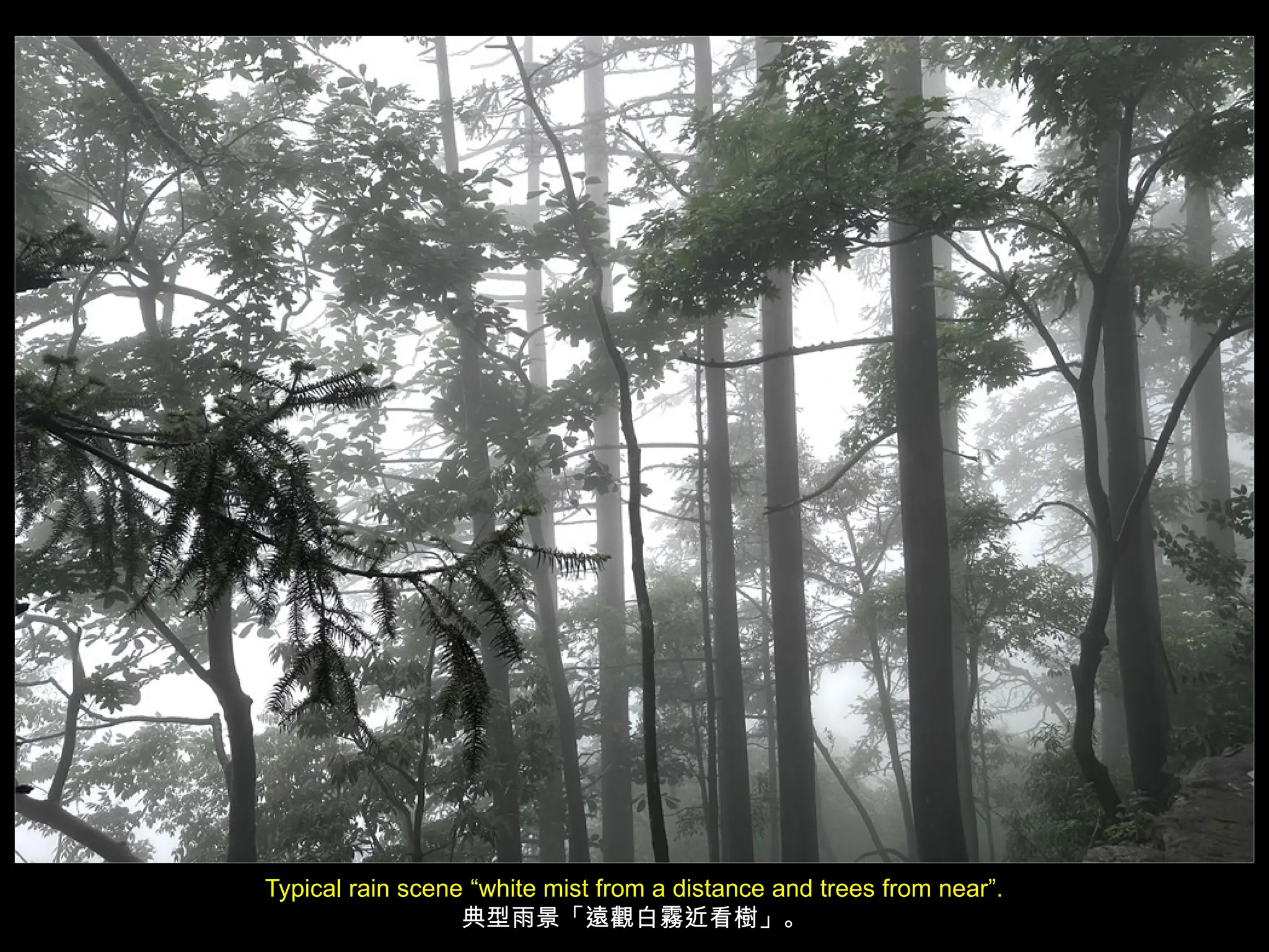 Typical rain scene “white mist from a distance and trees from near”.
典型雨景「遠觀白霧近看樹」。
 