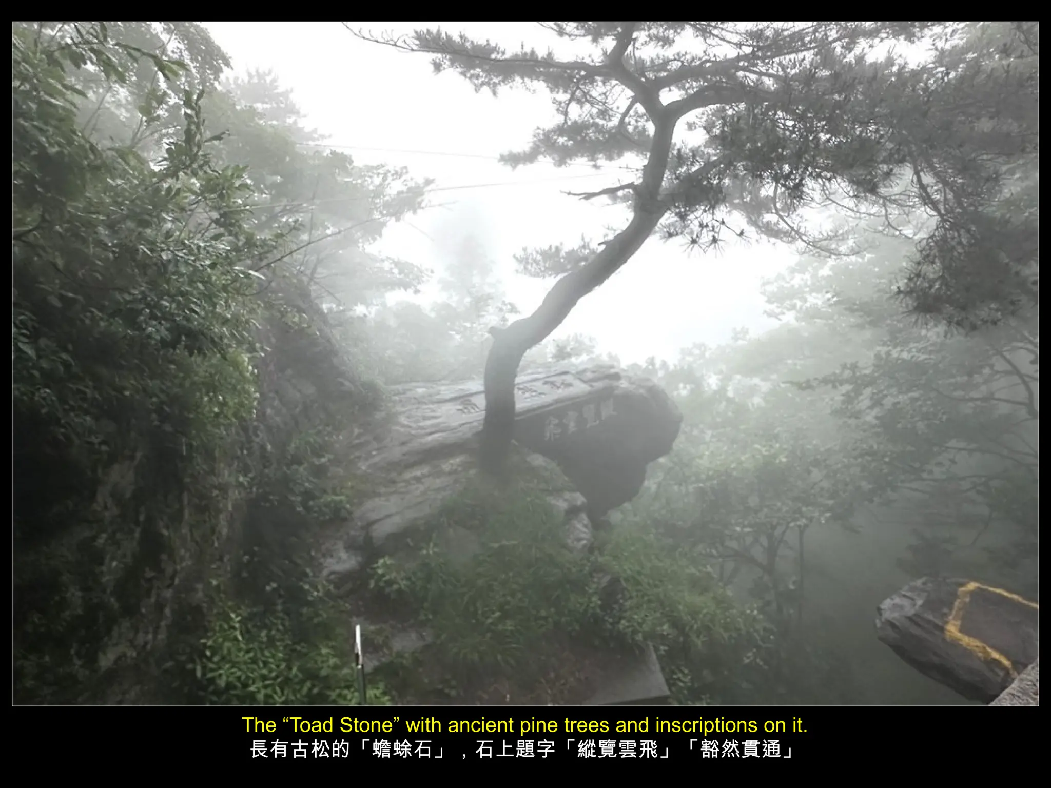 The “Toad Stone” with ancient pine trees and inscriptions on it.
長有古松的「蟾蜍石」，石上題字「縱覽雲飛」「豁然貫通」
 