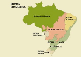 BIOMA AMAZÔNIA
BIOMA CERRADO
BIOMA
PANTANAL
BIOMA
CAATINGA
BIOMA MATA
ATLÂNTICA
BIOMA
PAMPA
BIOMAS
BRASILEIROS
 
