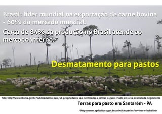 foto: http://www.ibama.gov.br/publicadas/no-para-56-propriedades-sao-notiﬁcadas-a-retirar-o-gado-criado-em-area-desmatada-ilegalmente
Terras para pasto em Santarém - PA
Brasil: líder mundial na exportação de carne bovina
- 60% do mercado mundial.
Brasil: líder mundial na exportação de carne bovina
- 60% do mercado mundial.
*http://www.agricultura.gov.br/animal/especies/bovinos-e-bubalinos
Cerca de 84% da produção no Brasil atende ao
mercado interno.*
Cerca de 84% da produção no Brasil atende ao
mercado interno.*
Desmatamento para pastosDesmatamento para pastos
 