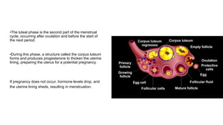 •The luteal phase is the second part of the menstrual
cycle, occurring after ovulation and before the start of
the next period.
•During this phase, a structure called the corpus luteum
forms and produces progesterone to thicken the uterine
lining, preparing the uterus for a potential pregnancy.
If pregnancy does not occur, hormone levels drop, and
the uterine lining sheds, resulting in menstruation.
 