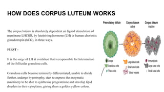 HOW DOES CORPUS LUTEUM WORKS
The corpus luteum is absolutely dependent on ligand stimulation of
membrane LHCGR, by luteinising hormone (LH) or human chorionic
gonadotropin (hCG), in three ways.
FIRST -
It is the surge of LH at ovulation that is responsible for luteinisation
of the follicular granulosa cells.
Granulosa cells become terminally differentiated, unable to divide
further, undergo hypertrophy, start to express the enzymatic
machinery to be able to synthesise progesterone and develop lipid
droplets in their cytoplasm, giving them a golden yellow colour.
 