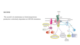 SECOND
The second is its maintenance as luteal progesterone
production is absolutely dependent on LHCGR stimulation.
 