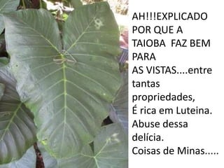 AH!!!EXPLICADO POR QUE ATAIOBA  FAZ BEM PARAAS VISTAS....entre  tantas propriedades,É rica em Luteina. Abuse dessa delícia.Coisas de Minas.....