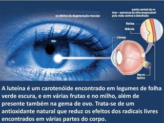 A luteína é um carotenóide encontrado em legumes de folha verde escura, e em várias frutas e no milho, além de presente também na gema de ovo. Trata-se de um antioxidante natural que reduz os efeitos dos radicais livres encontrados em várias partes do corpo.