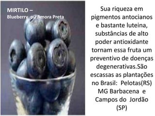 Sua riqueza em pigmentos antocianos e bastante luteina, substâncias de alto poder antioxidante tornam essa fruta um preventivo de doenças degenerativas.São  escassas as plantações no Brasil:  Pelotas(RS) MG Barbacena  e Campos do  Jordão (SP)MIRTILO – Blueberry  ou Amora Preta