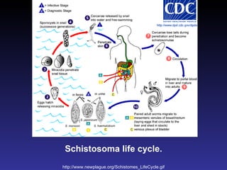 Schistosoma life cycle. http :// www . newplague . org / Schistomes_LifeCycle . gif 