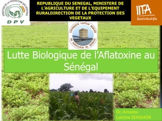 Lutte Biologique de l’Aflatoxine au
Sénégal
Dr. Amadou
Lamine SENGHOR
REPUBLIQUE DU SENEGAL, MINISTERE DE
L’AGRICULTURE ET DE L’EQUIPEMENT
RURALDIRECTION DE LA PROTECTION DES
VEGETAUX
 