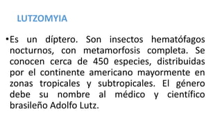 LUTZOMYIA
•Es un díptero. Son insectos hematófagos
nocturnos, con metamorfosis completa. Se
conocen cerca de 450 especies, distribuidas
por el continente americano mayormente en
zonas tropicales y subtropicales. El género
debe su nombre al médico y científico
brasileño Adolfo Lutz.
 