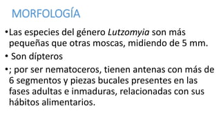 MORFOLOGÍA
•Las especies del género Lutzomyia son más
pequeñas que otras moscas, midiendo de 5 mm.
• Son dípteros
•;​ por ser nematoceros, tienen antenas con más de
6 segmentos y piezas bucales presentes en las
fases adultas e inmaduras, relacionadas con sus
hábitos alimentarios.​
 
