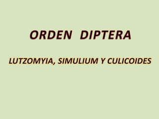 ORDEN  DIPTERA LUTZOMYIA, SIMULIUM Y CULICOIDES 