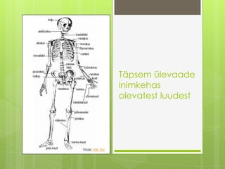 TäpsemülevaadeinimkehasolevatestluudestViide:kliki siia