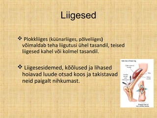 Liigesed
 Plokkliiges (küünarliiges, põlveliiges)
võimaldab teha liigutusi ühel tasandil, teised
liigesed kahel või kolmel tasandil.
 Liigesesidemed, kõõlused ja lihased
hoiavad luude otsad koos ja takistavad
neid paigalt nihkumast.
 