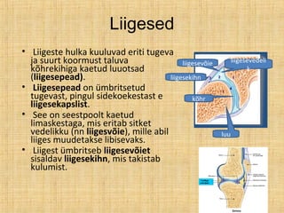 Liigesed
• Liigeste hulka kuuluvad eriti tugeva
ja suurt koormust taluva
kõhrekihiga kaetud luuotsad
(liigesepead).
• Liigesepead on ümbritsetud
tugevast, pingul sidekoekestast e
liigesekapslist.
• See on seestpoolt kaetud
limaskestaga, mis eritab sitket
vedelikku (nn liigesvõie), mille abil
liiges muudetakse libisevaks.
• Liigest ümbritseb liigesevõiet
sisaldav liigesekihn, mis takistab
kulumist.
kõhr
luu
liigesevõie
liigesekihn
liigesevedeli
k
 
