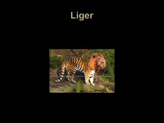 Liger