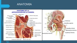ANATOMIA
 