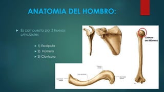 ANATOMIA DEL HOMBRO:
 Es compuesto por 3 huesos
principales
 1) Escápula
 2) Húmero
 3) Clavícula
 