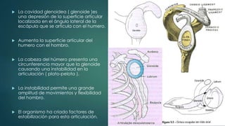  La cavidad glenoidea ( glenoide )es
una depresión de la superficie articular
localizada en el ángulo lateral de la
escápula que se articula con el humero.
 Aumenta la superficie articular del
humero con el hombro.
 La cabeza del húmero presenta una
circunferencia mayor que la glenoide
causando una instabilidad en la
articulación ( plato-pelota ).
 La instabilidad permite una grande
amplitud de movimientos y flexibilidad
del hombro.
 El organismo ha criado factores de
estabilización para esta articulación.
 