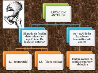 4 
LUXACION 
ANTERIOR 
El grado de flexión 
determina si es 
sup. O infe. De 
luxación anterior 
LI.- (obturatriz) LS.- (iliaca púbica) 
10 – 15% de las 
luxaciones 
traumáticas de 
cadera 
Cadera rotada en 
sentido externo y 
abducida 
 
