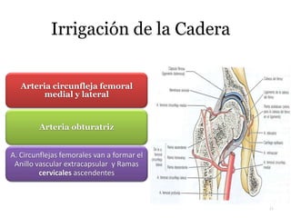 Arteria circunfleja femoral
medial y lateral
Arteria obturatriz
A. Circunflejas femorales van a formar el
Anillo vascular extracapsular y Ramas
cervicales ascendentes
Irrigación de la Cadera
11
 
