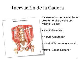 Inervación de la Cadera
12
La inervación de la articulación
coxofemoral proviene de:
•Nervio Ciático
• Nervio Femoral
• Nervio Obturador
• Nervio Obturador Accesorio
•Nervio Glúteo Superior
 