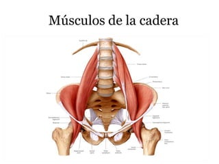 Músculos de la cadera
8
 
