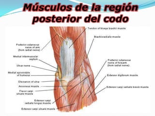 Músculos de la región
 posterior del codo
 