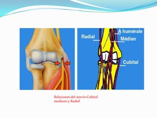 Relaciones del nervio Cubital
mediano y Radial
 