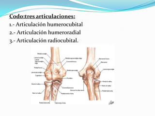 Codo:tres articulaciones:
1.- Articulación humerocubital
2.- Articulación humeroradial
3.- Articulación radiocubital.
 