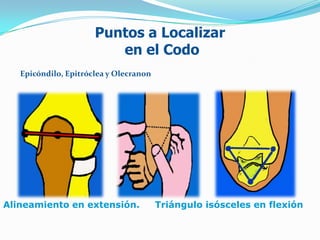 Puntos a Localizar
                         en el Codo
   Epicóndilo, Epitróclea y Olecranon




Alineamiento en extensión.              Triángulo isósceles en flexión.
 