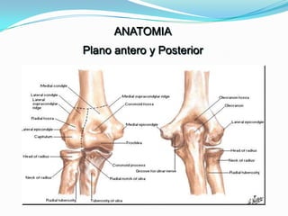 ANATOMIA
Plano antero y Posterior
 