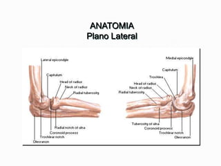 ANATOMIA
Plano Lateral
 