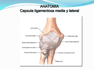 ANATOMIA
Capsula ligamentosa media y lateral
 